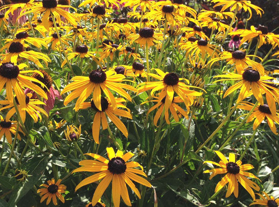 Rudbeckia fulgida Low Maintenance Perennial Plant