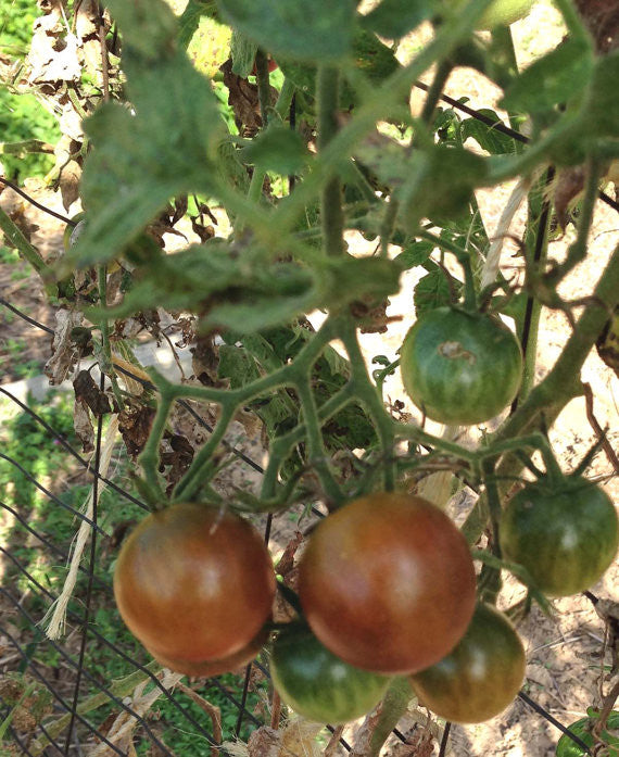 Chocolate Cherry Tomato Seeds