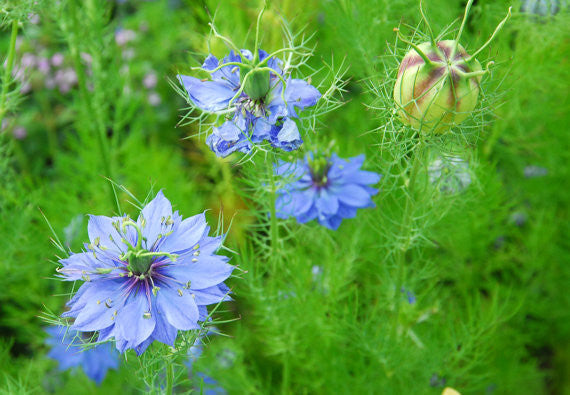 cottage flower seeds Blue Nigella Seeds, Love in a Mist Flower Seeds- Cottage Garden Favorite Flower