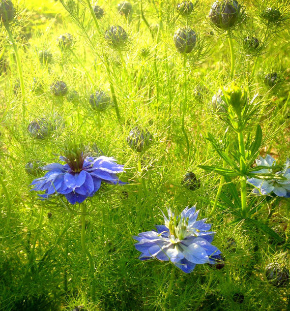 Nigella Seeds Mixed Blue Nigella