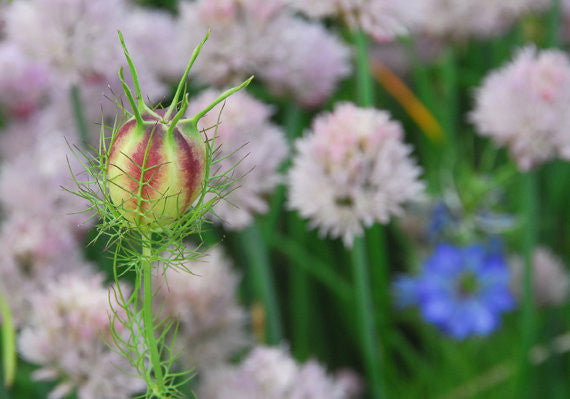 Seedpod of Nigella