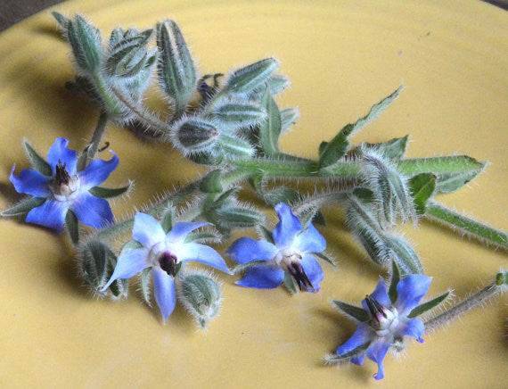 Borage Seeds