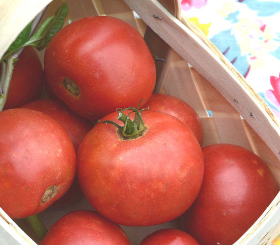  Pink Brandywine Beefsteak Tomato Seeds for Planting
