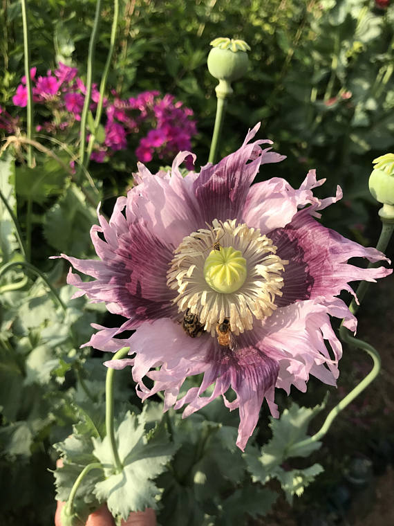 Breadbox Poppy Seeds Papaver somniferum