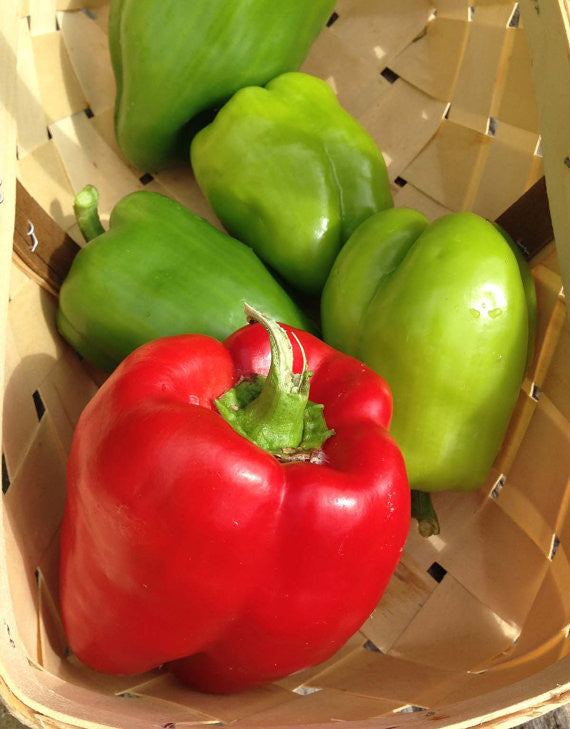 Heirloom Sweet Bell Peppers