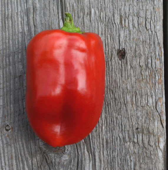 Red Bell pepper Bull Nose Pepper Seeds