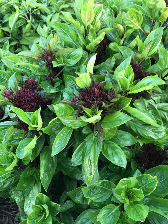 Cardinal Basil Thai Basil Seeds