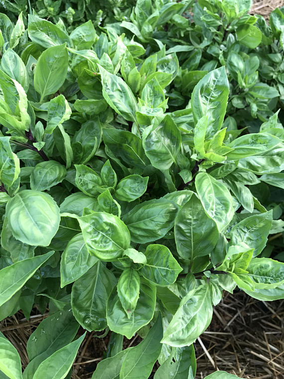 Thai Basil Cardinal Basil in the Herb Garden
