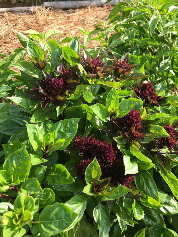 Cardinal Basil Seeds Thai Basil Great for the Herb Garden