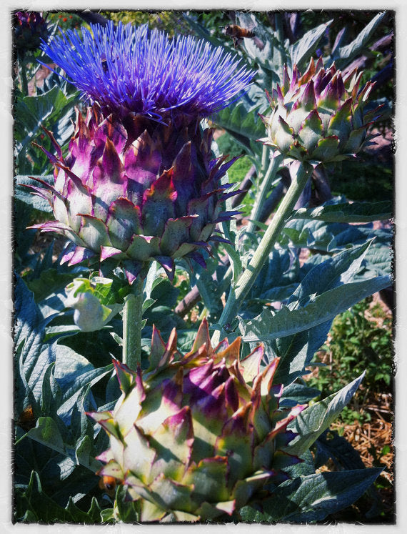 Cardoon, Cynara cardunculus Seeds