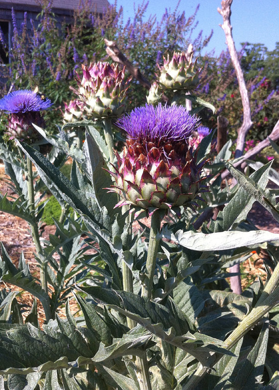 Cardoon flower heads in the garden