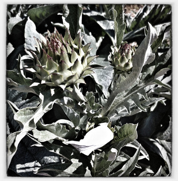 Cardoon, Wild Artichoke seeds