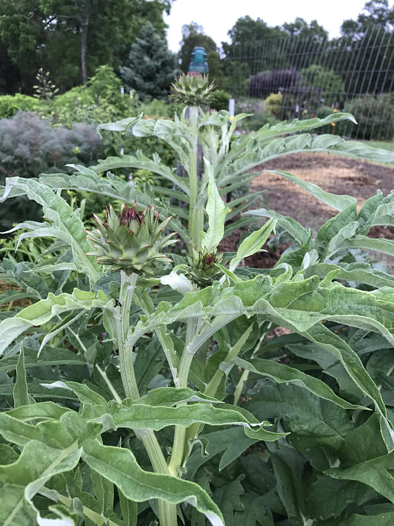 Wild Artichoke in the vegetable garden