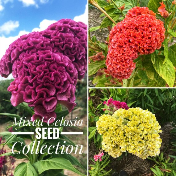 Seeds for mixed colors of cockscomb celosia