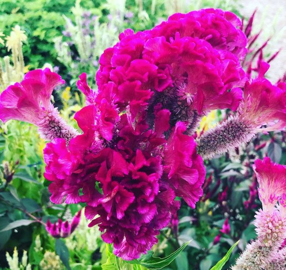 Flower Brains of Celosia argentea mix 