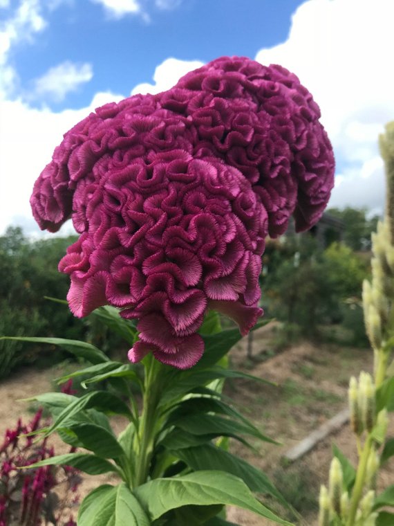 Mixed Celosia argentea seeds for sale