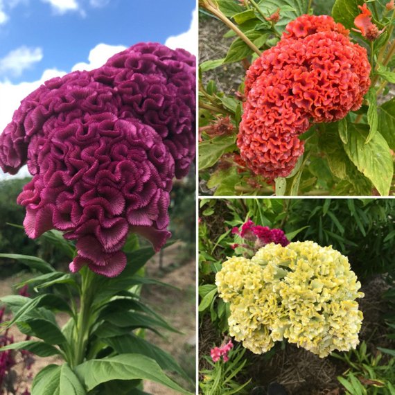 Celosia argentea seeds 