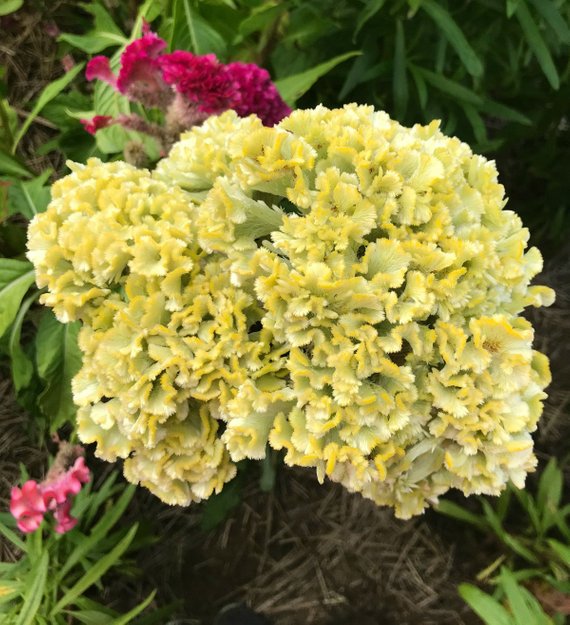 Celosia Flowers are perfect for market gardens