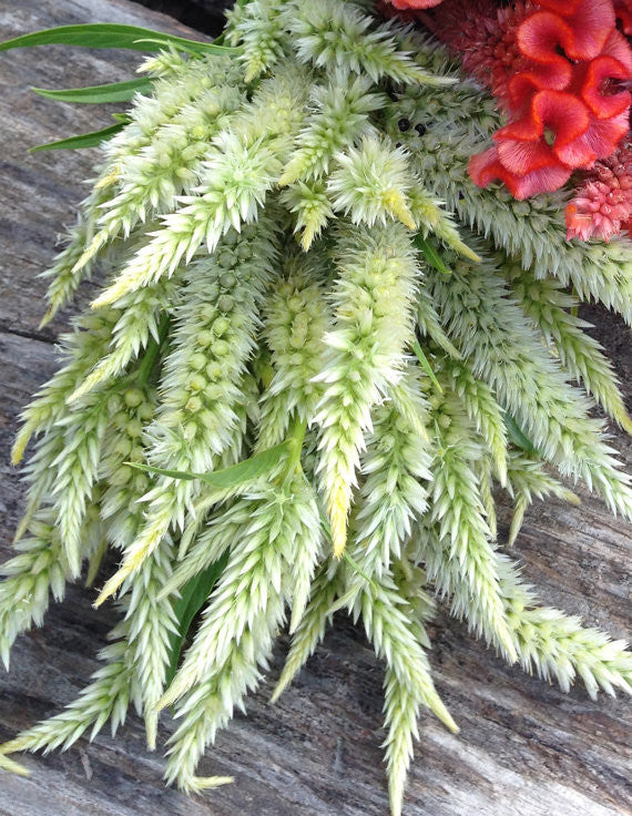 Wheat Celosia Feather Celosia Mixed Seeds