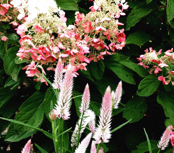 Flamingo Feather Wheat Celosia spicata