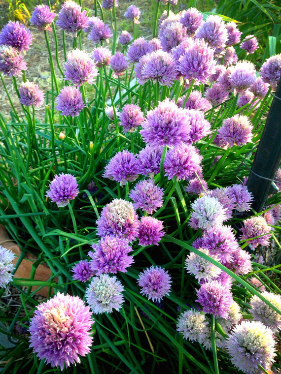 chive flower seeds Chive Seeds Allium schoenoprasum Perennial Herb Garden Seeds