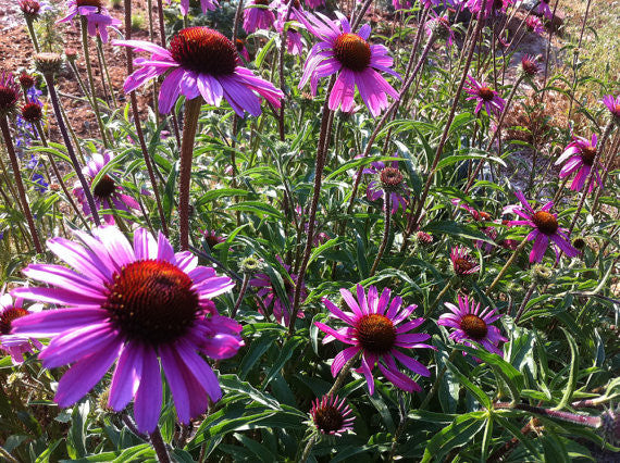 echinacea tennesseensis seeds Echinacea tennesseensis, Prairie Coneflower Seeds, Great Native Plant