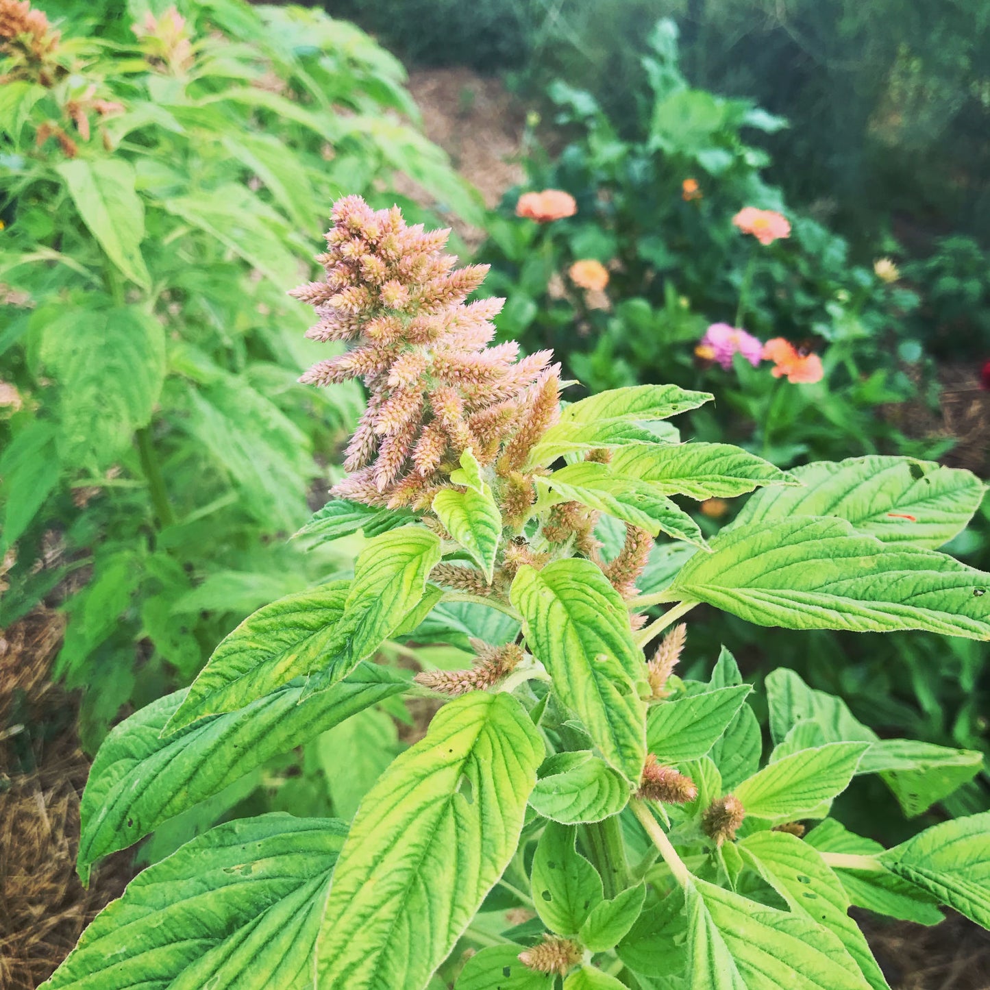 Flower bud of Coral Fountains Amaranth