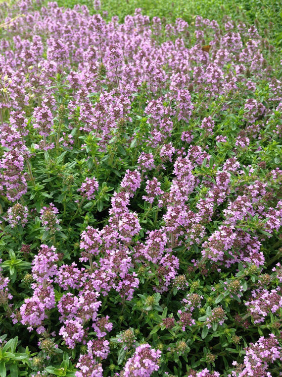 creeping plant seeds Thyme Seeds Thymus serphyllum Creeping Thyme Great Groundcover Plant a – Mountainlily Farm