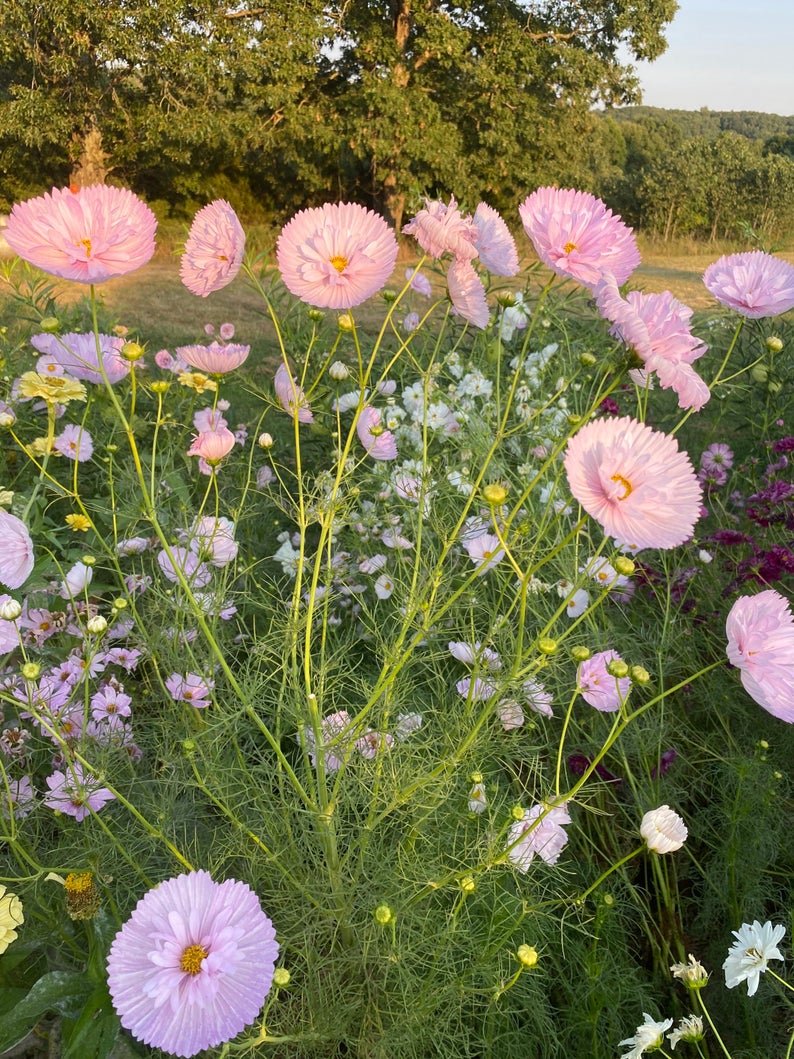 pink cosmos in the summer garden