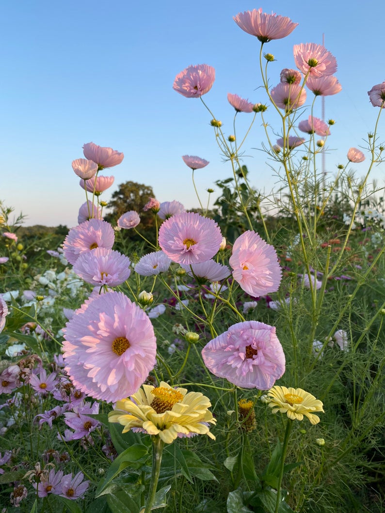 pink cupcake cosmos in the cutting garden