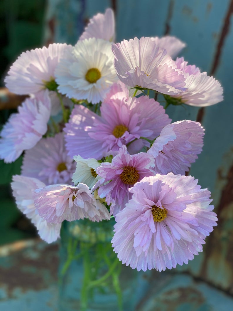 cupcake mix cosmos seeds