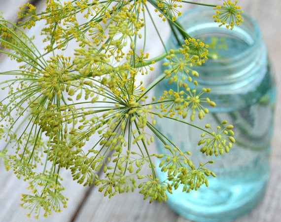 dill flower seeds Dukat Dill Seeds, Anethum graveolens, Herb Garden Favorite – Mountainlily Farm