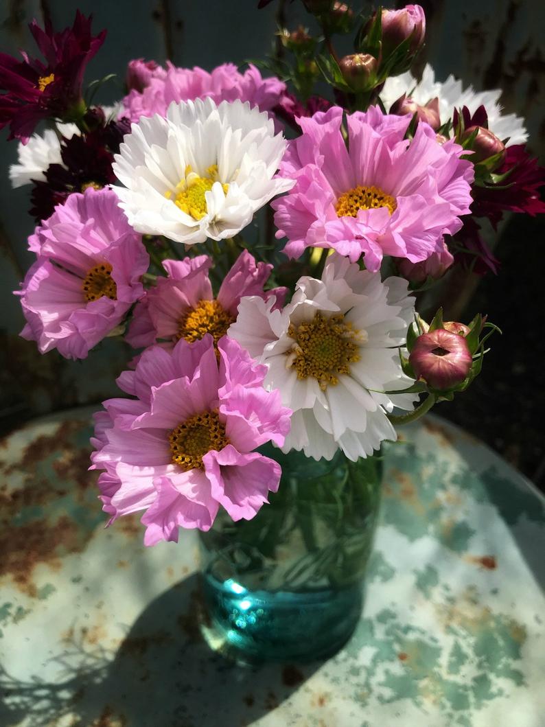 Double Click Cosmos Blooms for Cut Flowers