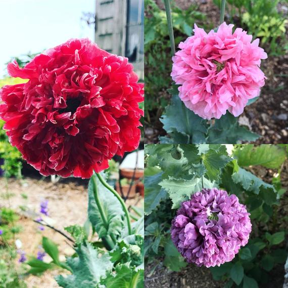 Peony Poppy Seeds in Mixed Colors, Poppies are great for bee friendly gardens