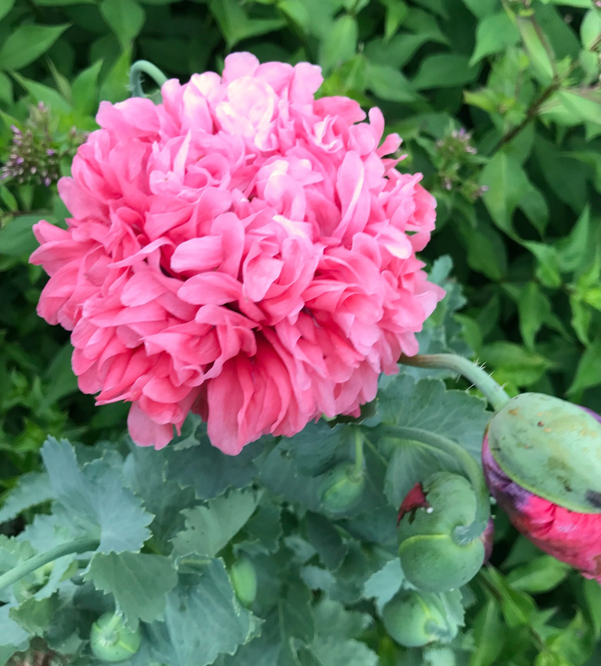 Double pink peony poppy seeds . Fully double pink poppies