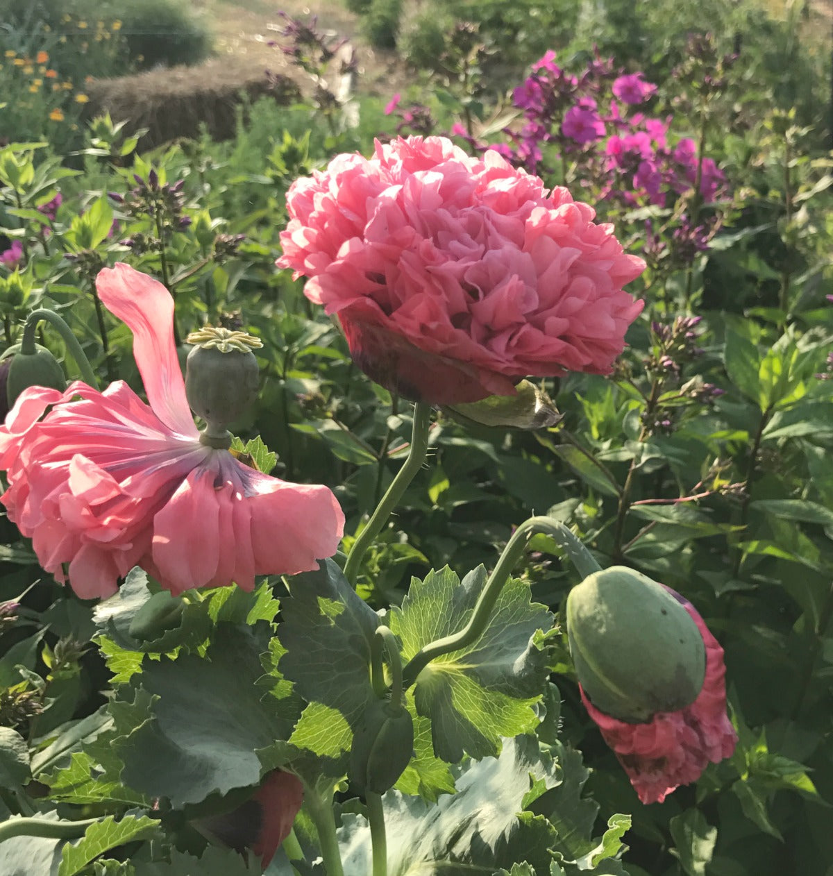 Poppies in the spring garden