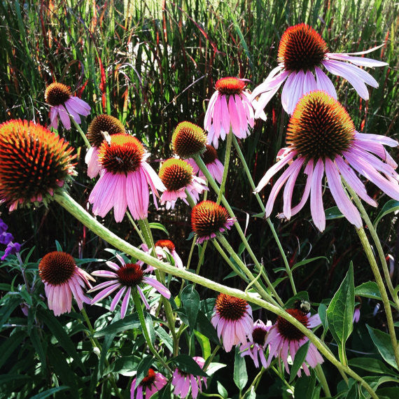 cone flower seeds Echinacea purpurea Seeds Purple Coneflower Seeds Native Prairie Plant – Mountainlily Farm
