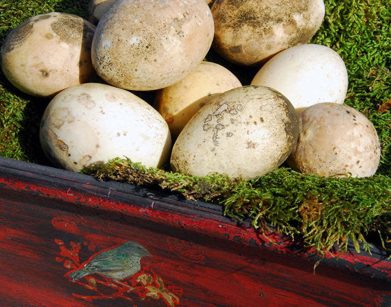 Dried Gourds Birds Nest Gourds