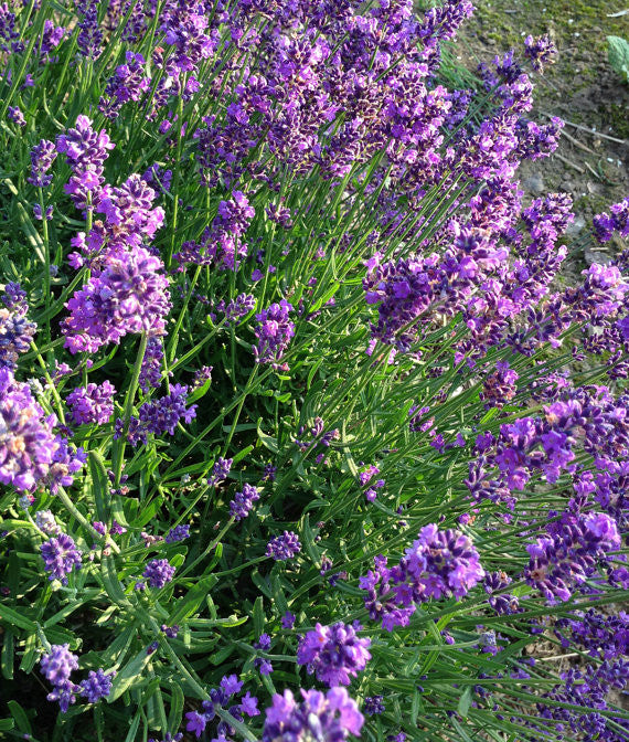 essence lavender plant English Lavender Seeds, Lavandula angustifolia Great Lavender for Drie – Mountainlily Farm