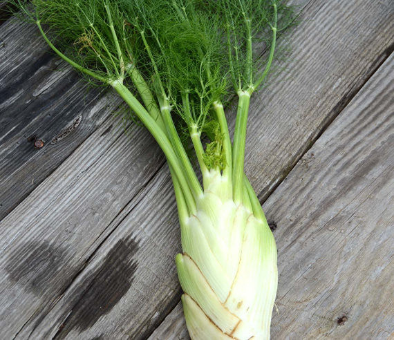 Florence Fennel Seeds Green Fennel