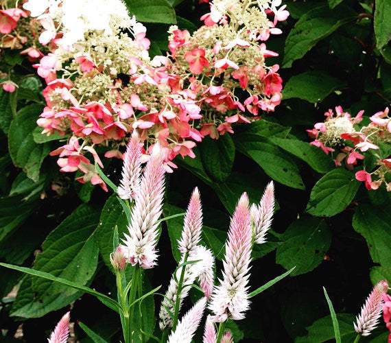Celosia Flamingo Feather Wheat Celosia