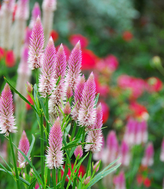 Flamingo Feather Celosia Photo Copyright Jackie Jasper