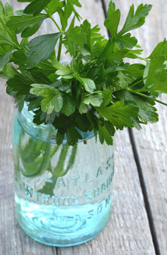 Flat Leaf Parsley Seeds for sale