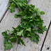 petroselinum crispum seeds for sale