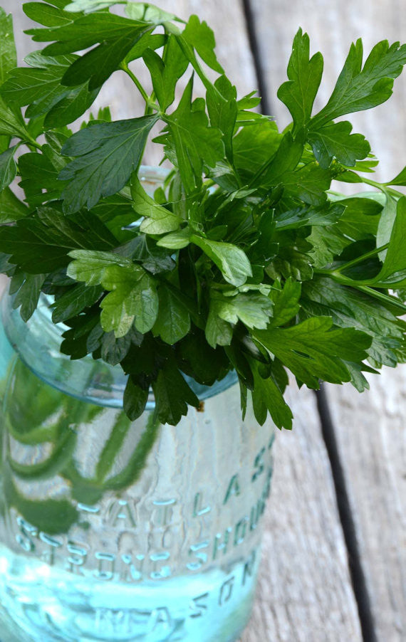 petroselinum crispum seeds flat leaf parsley
