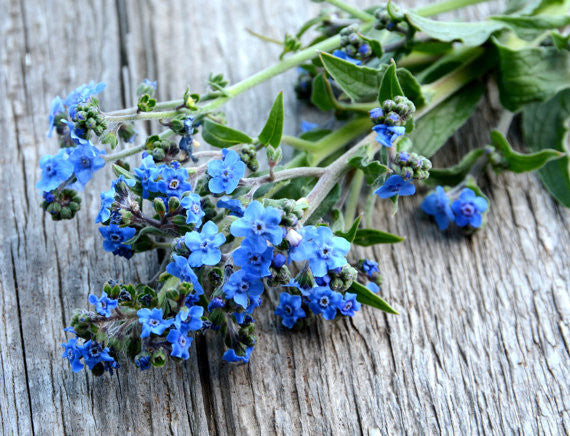 Chinese Forget me Not Seeds, Cynoglossum amabile var. Firmament