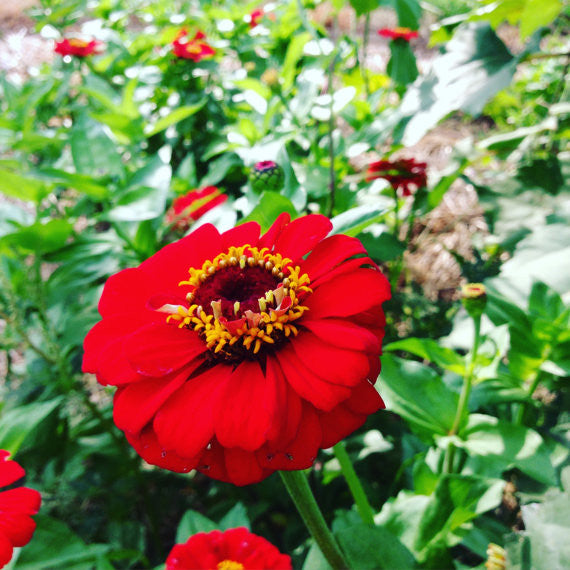 Benary's giant red zinnia seeds