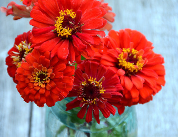 Heirloom Red Zinnias