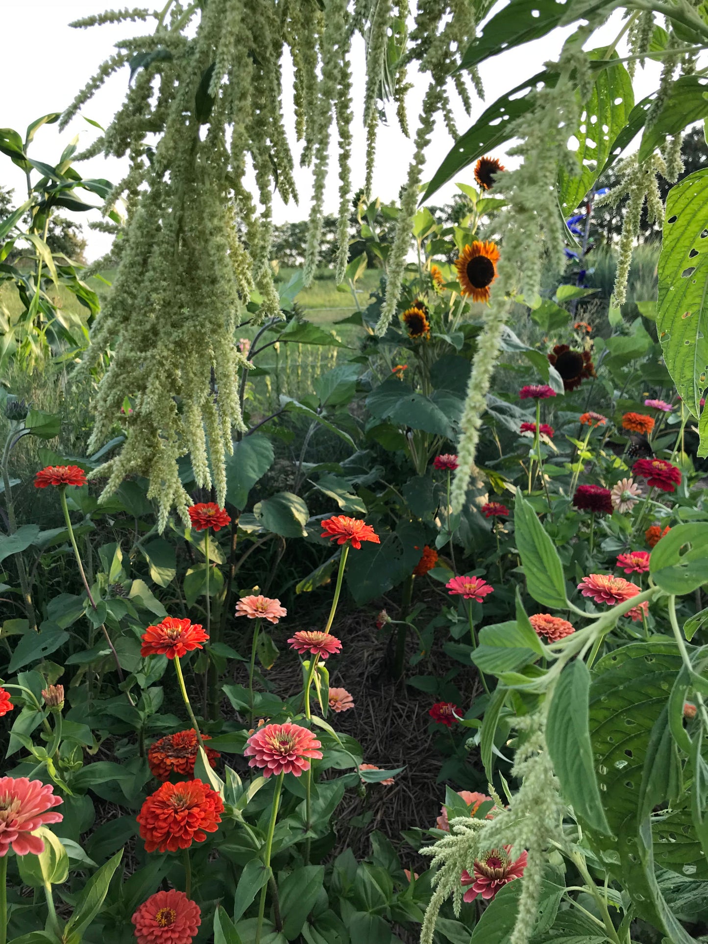green tassels of Amaranth Love Lies Bleeding