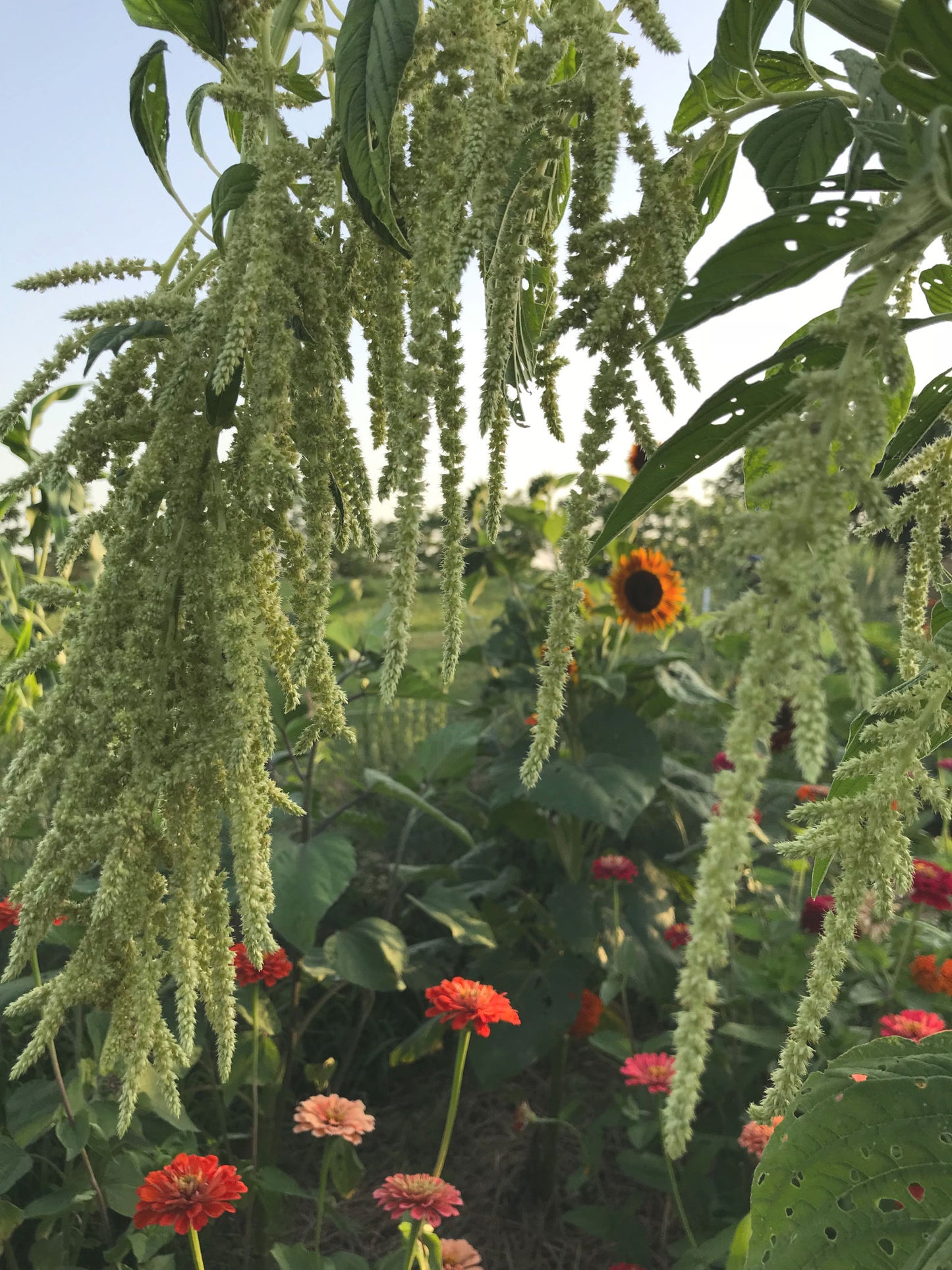 Amaranth Emerald Tassels Seeds